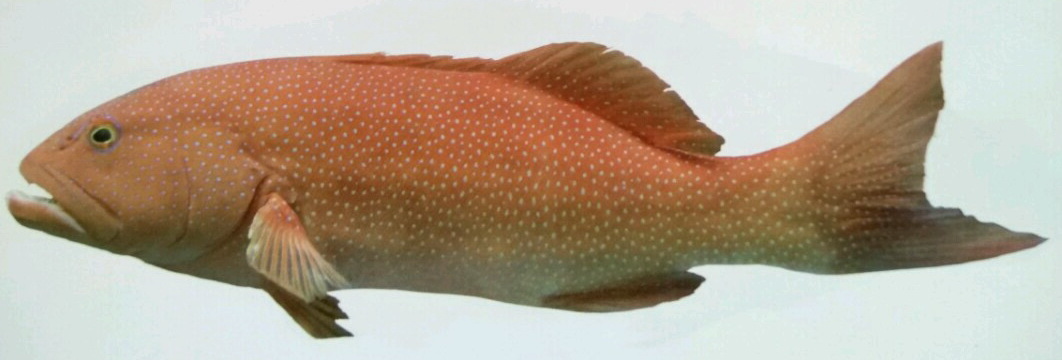 鳃棘鲈.jpg