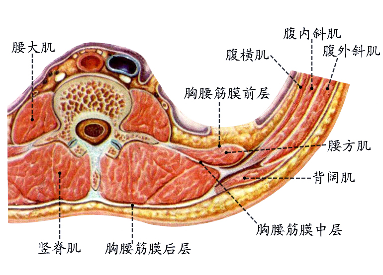 腹后壁.jpg