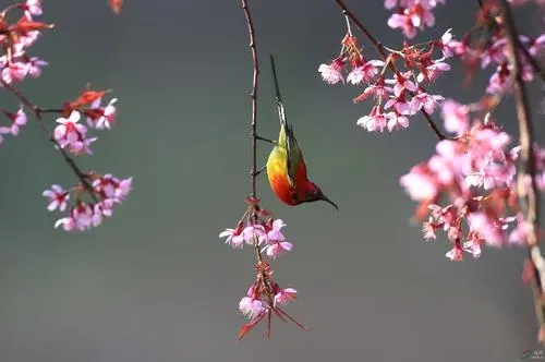 u=2129133971,1182761812&fm=26&fmt=auto.webp u=2129133971,1182761812&fm=26&fmt=auto.webp.jpg