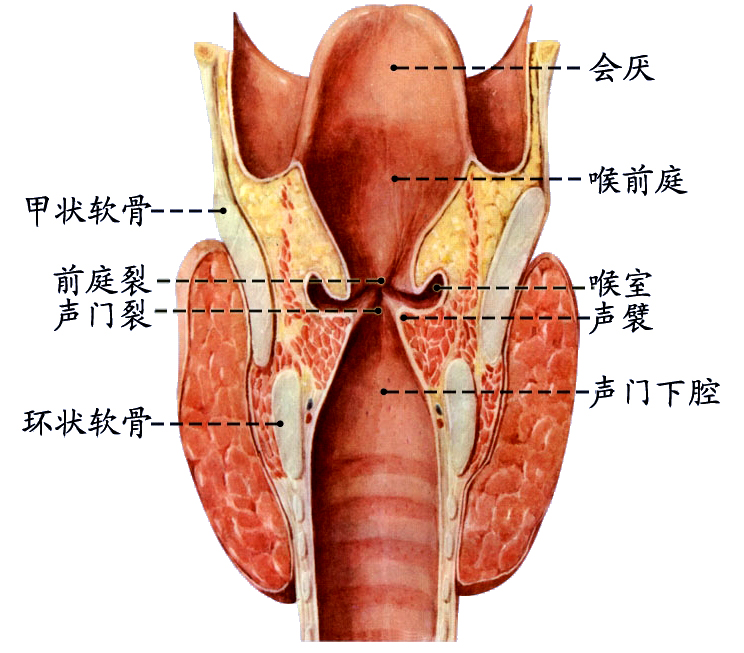 喉腔4.jpg