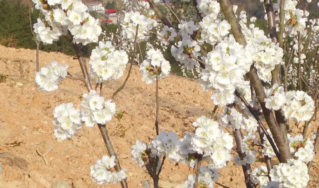 微信图片_20230310150524