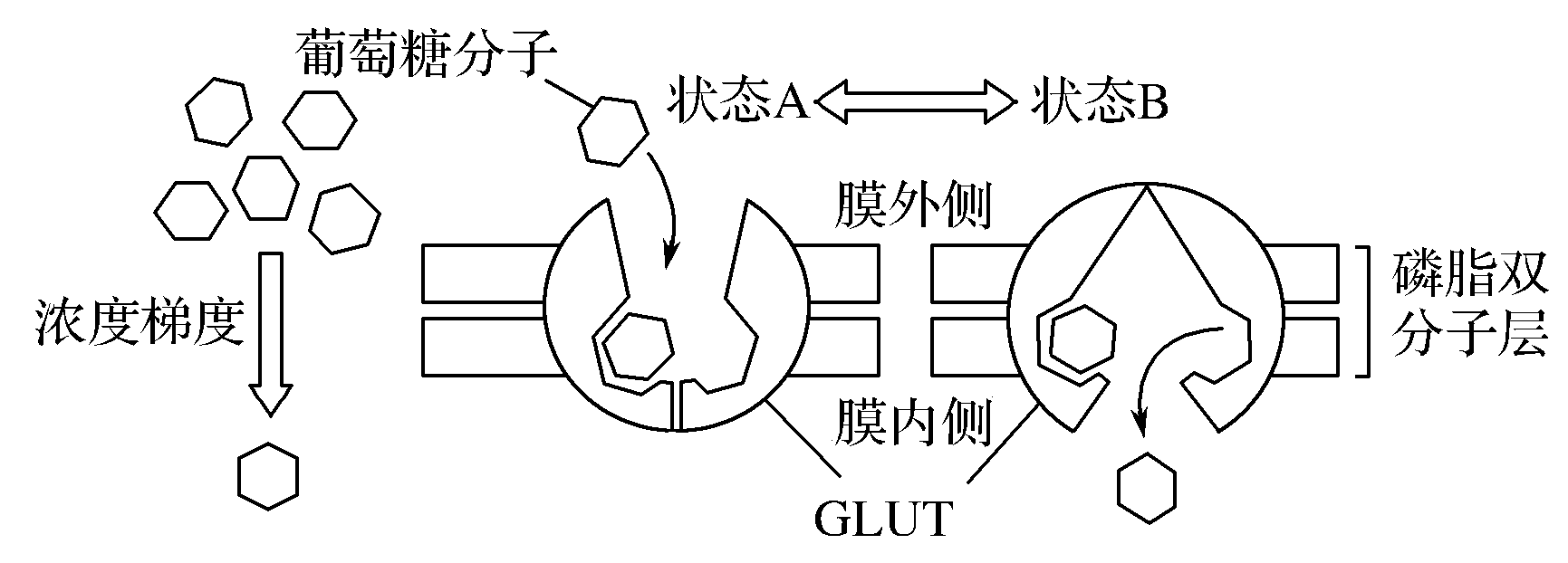 glut是某细胞的葡萄糖转运蛋白,其作用过程如图所示.