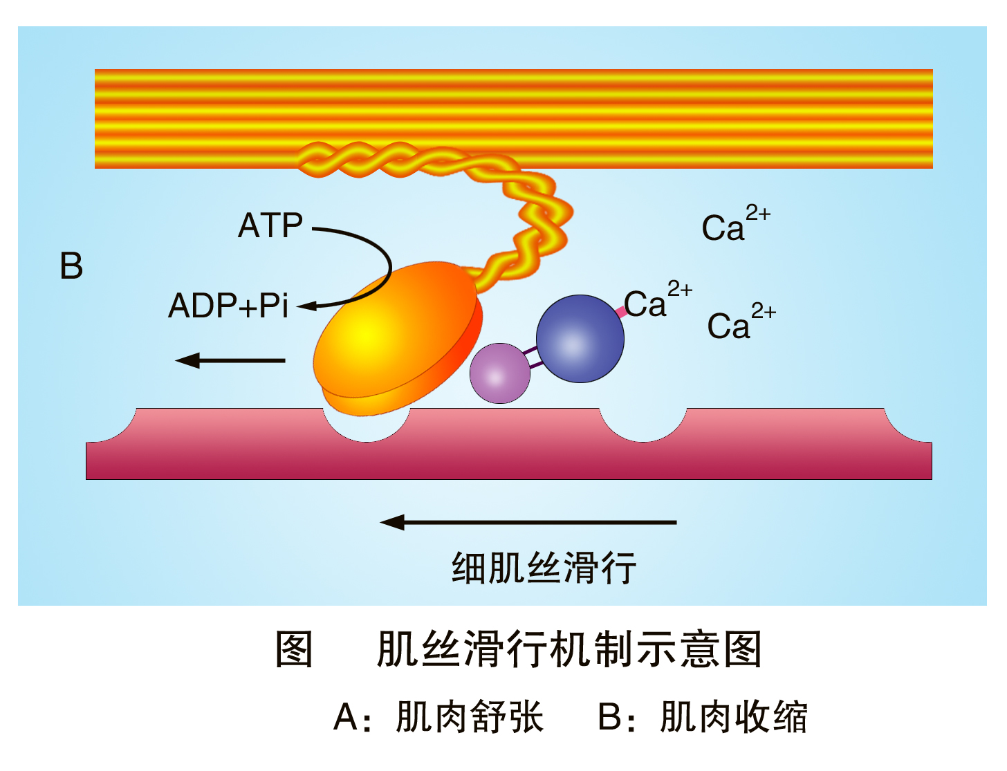 肌丝滑行机制示意图2.jpg