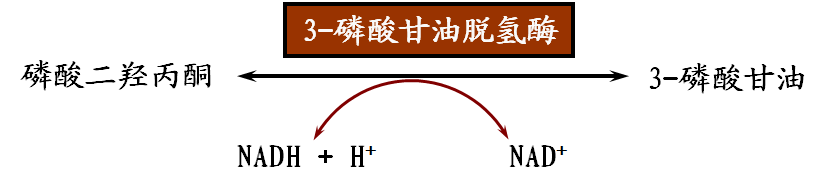 2.由脂肪分解形成的甘油