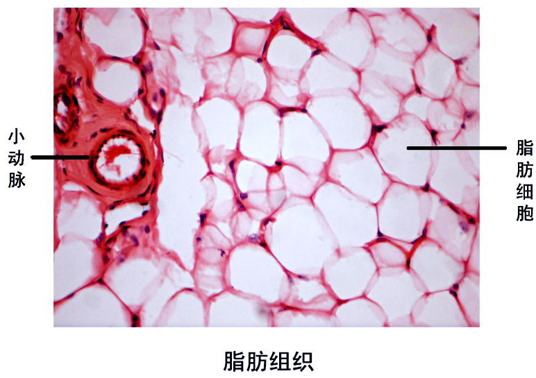 脂肪组织.jpg