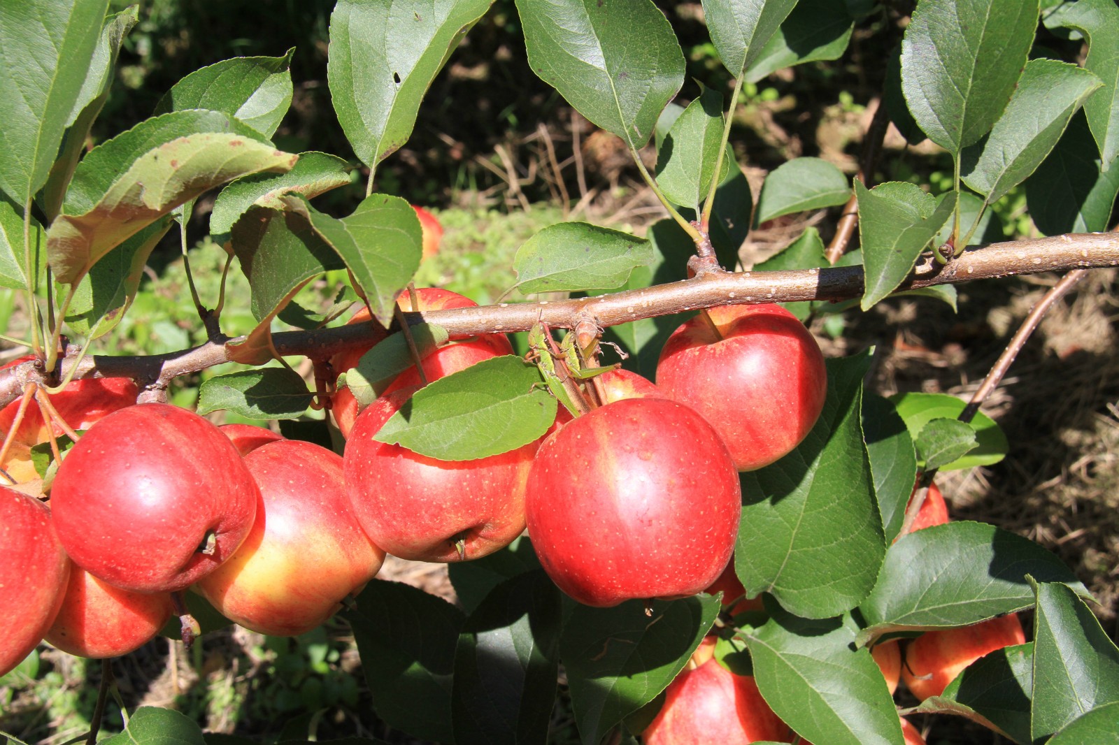 小四平 (87)_meitu_4