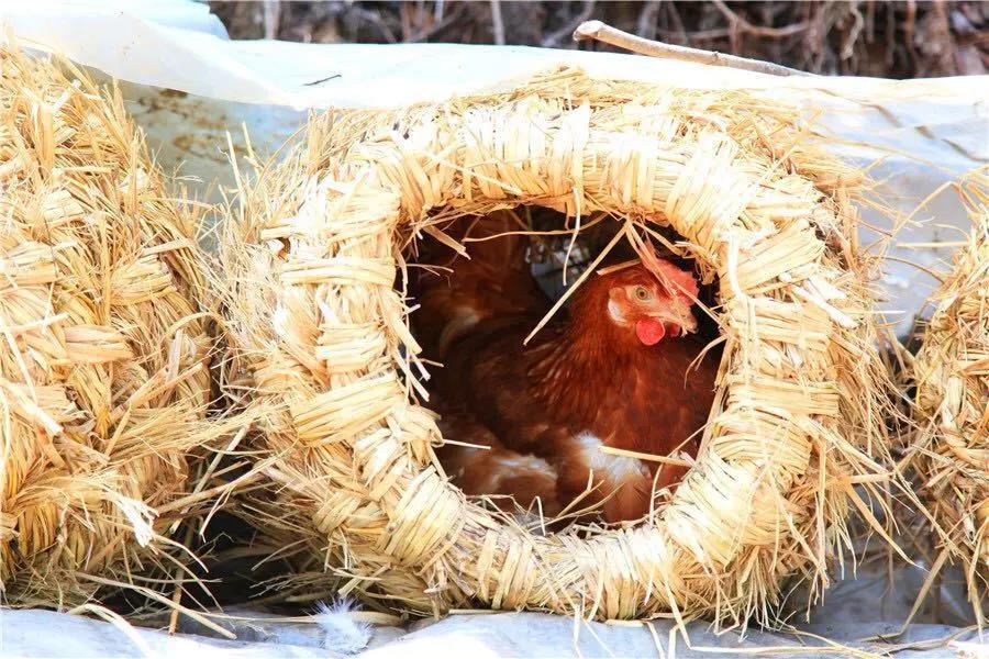 微信图片_20200419092554