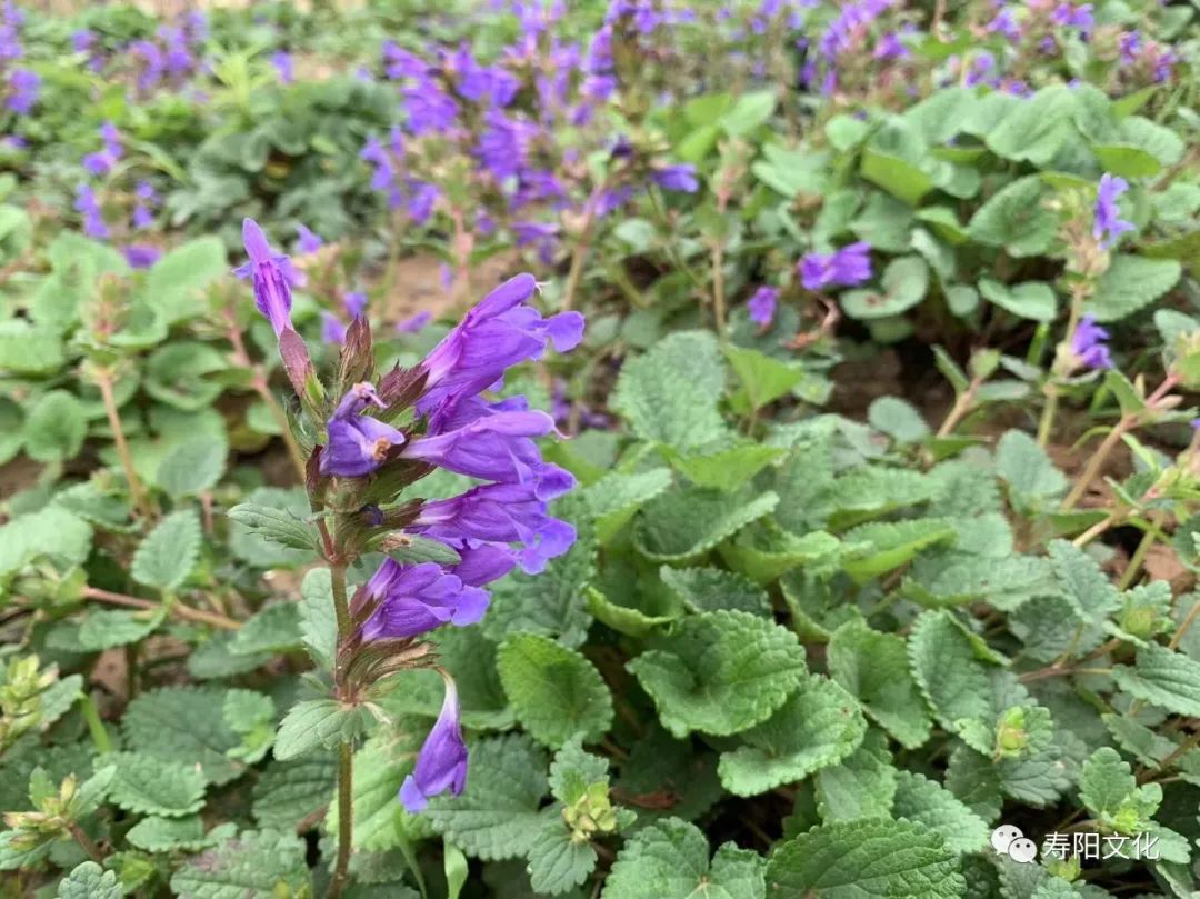 4187a18a70701d4724b5cc3df08acdb8_640_wx_fmt=jpeg&wxfrom=5&wx_lazy=1&wx_co=1 4187a18a70701d4724b5cc3df08acdb8_640_wx_fmt=jpeg&wxfrom=5&wx_lazy=1&wx_co=1.jpg