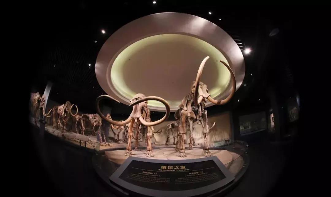 猛犸象1 猛犸象1.jpg