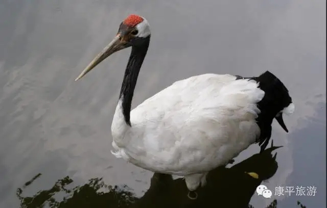 1.webp (1) 1.webp (1).jpg