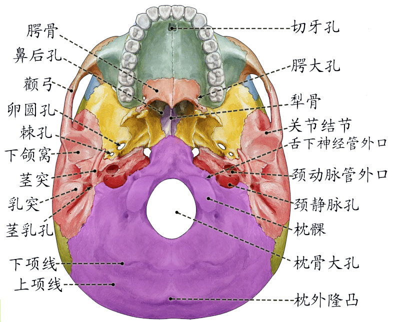 颅底外面.jpg