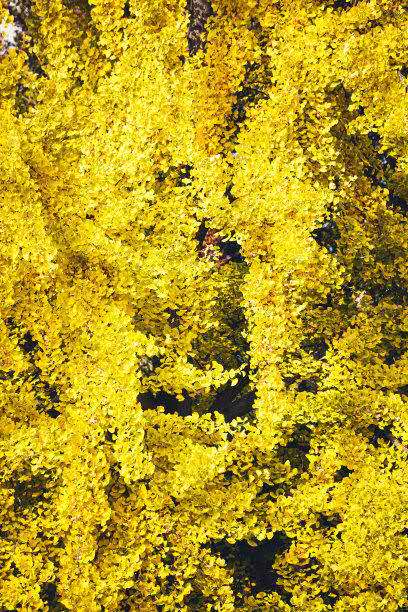 5109e3003c5137d637f729d09beffa7