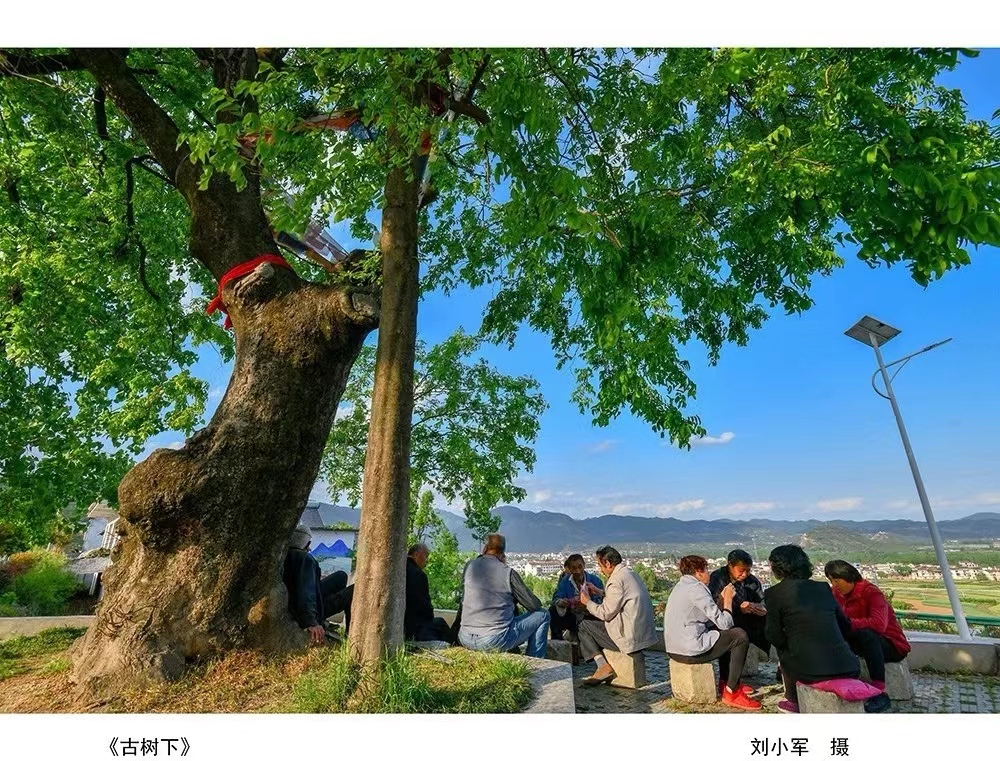 城固《古树下》刘小军  摄.jpg?v=1746337426162