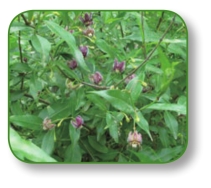 pagenumber_ebook=115,pagenumber_book=102