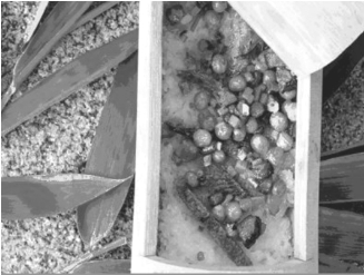 pagenumber_ebook=75,pagenumber_book=75