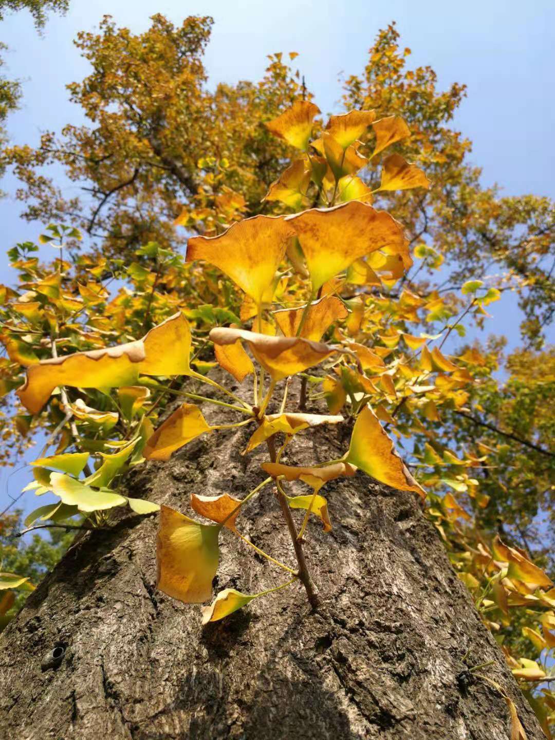 a61e1d45aad866036672e9af6f3960b a61e1d45aad866036672e9af6f3960b.jpg