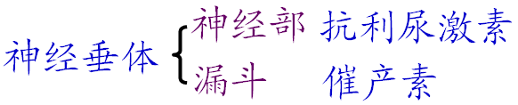 神经垂体.png