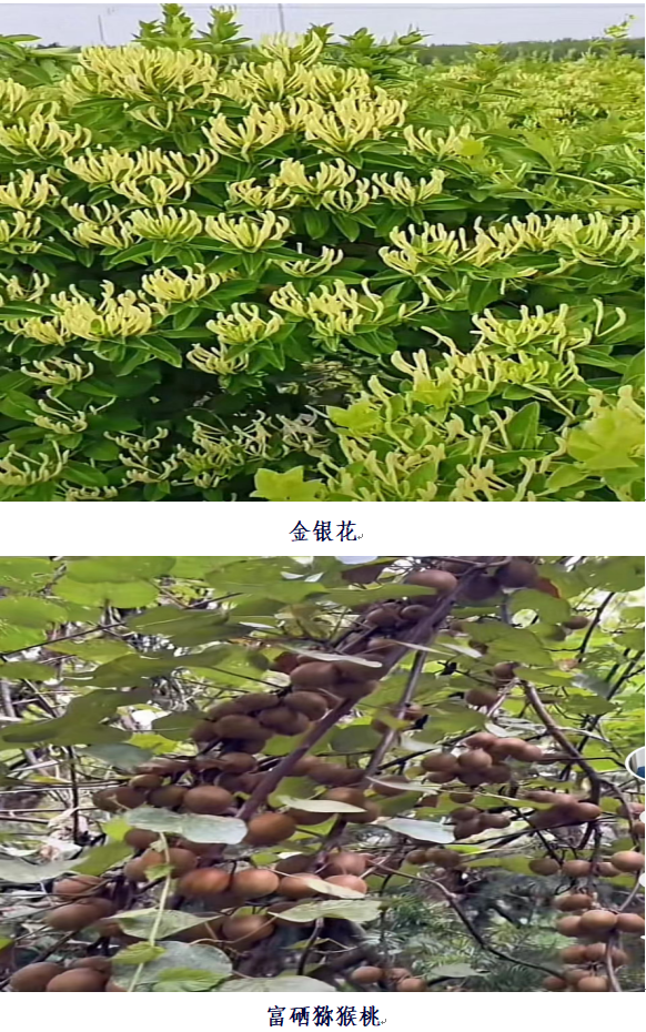 1732192556294 1732192556294.png