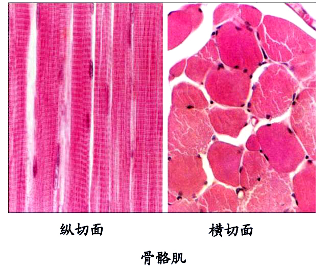 骨骼肌光镜.jpg