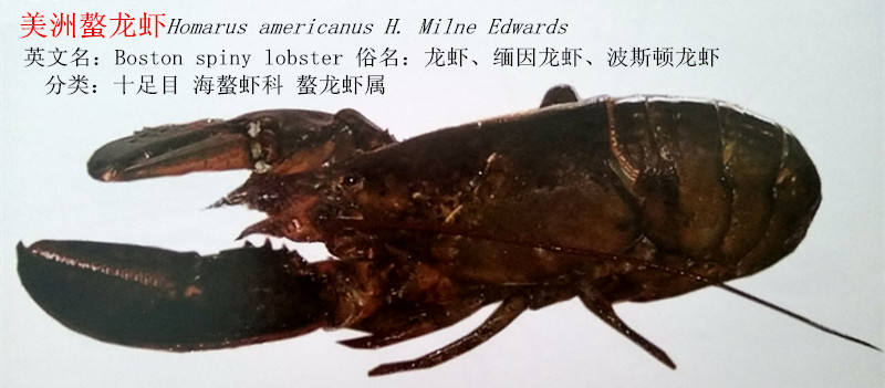 美洲螯龙虾.jpg