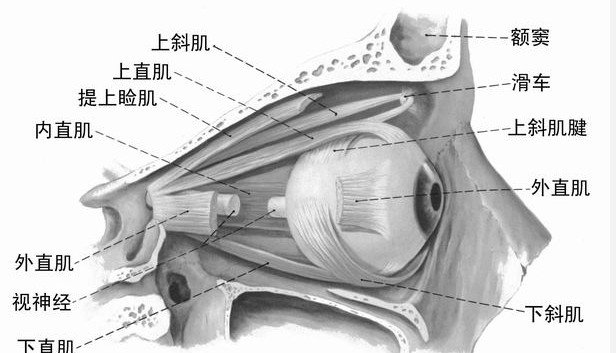 眼球外肌.jpg