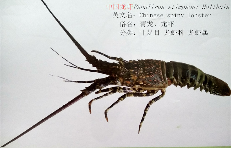 中国龙虾.jpg
