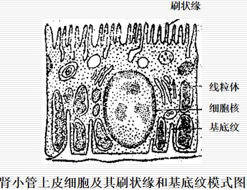 肾小管上皮细胞及其刷状缘和基底纹模式图.jpg