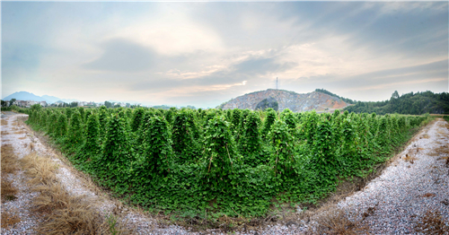 aa07--DSC_6212日前正是粉葛苗滕生长时期,长势喜人。 aa07--DSC_6212日前正是粉葛苗滕生长时期,长势喜人。.jpg