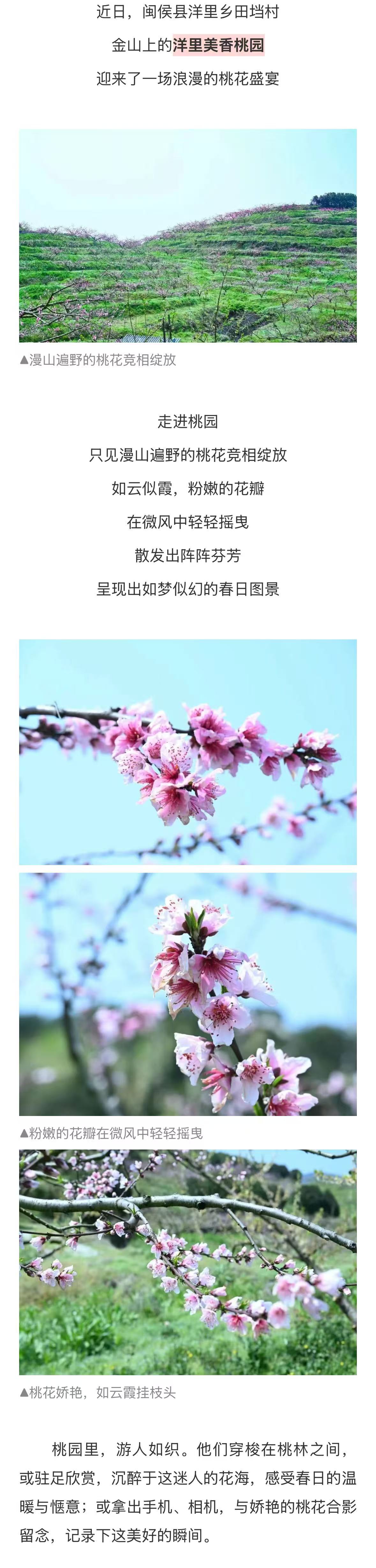 20260324【资讯】漫山桃花开！闽侯这片桃园春日氛围感拉满2jpg