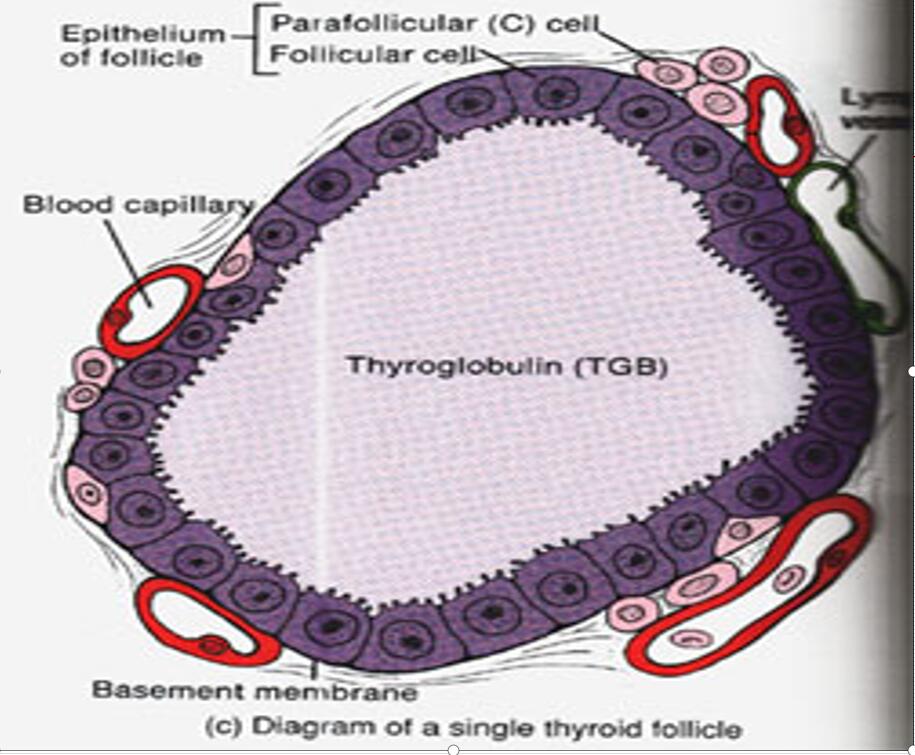 单个甲状腺滤泡示意图-示甲状腺滤泡旁细胞2.jpg