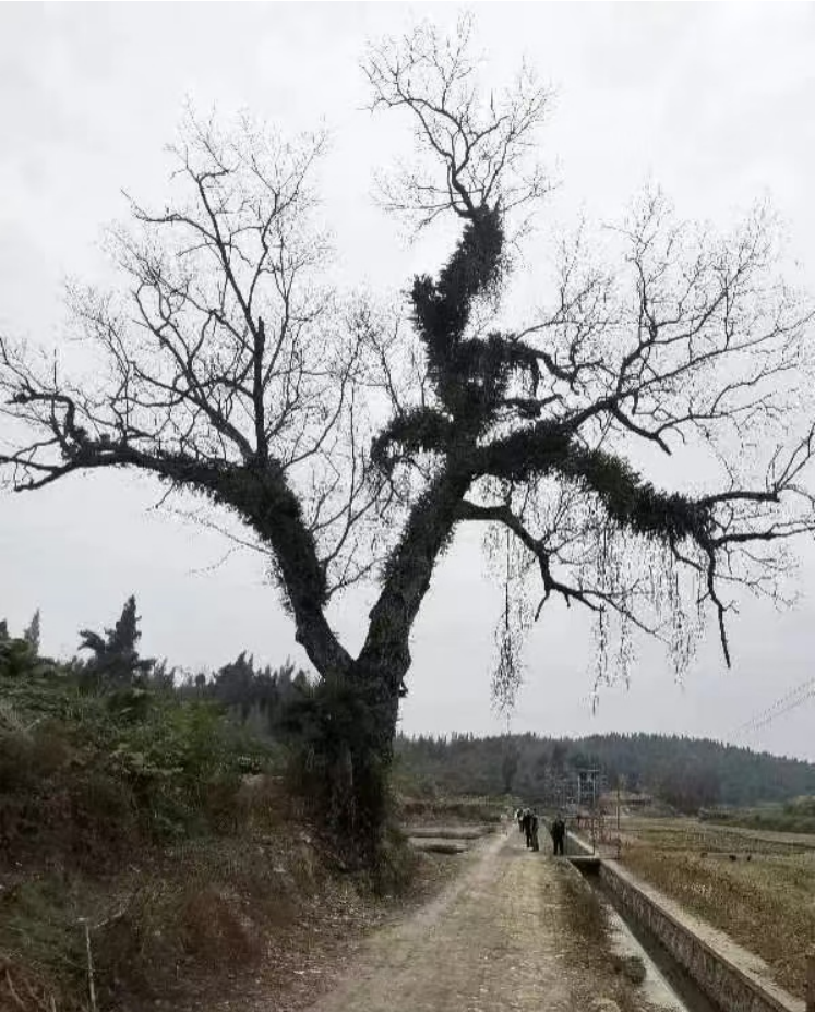 1732175202618 1732175202618.png