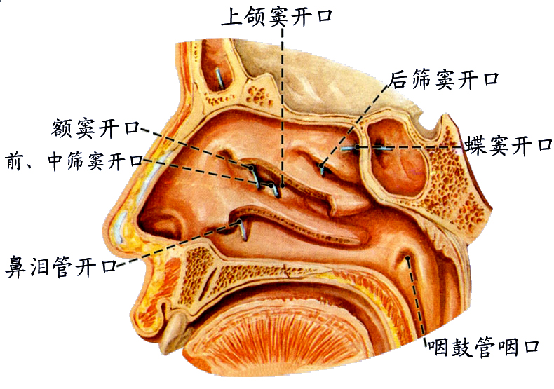鼻窦开口2.jpg