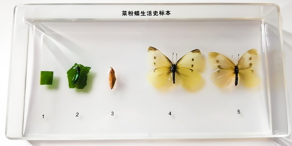 026-2-生活史标本.jpg