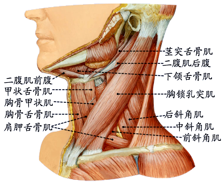 颈肌1.jpg