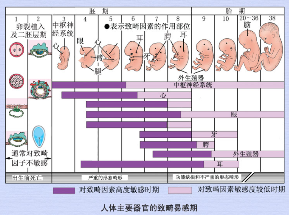 人体主要器官的致畸敏感期.png