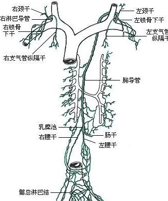 淋巴干及胸导管.jpg