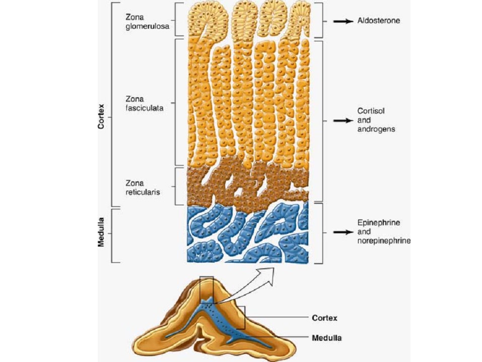 肾上腺髓质和皮质.jpg