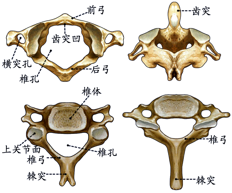 颈椎.jpg