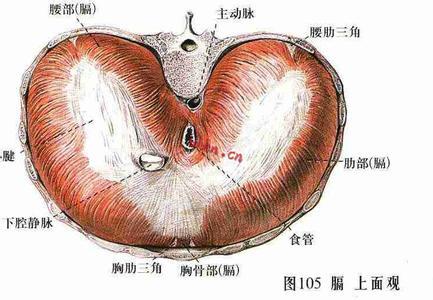 膈肌.jpg