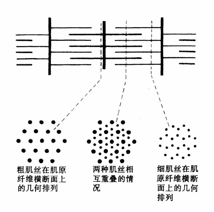 粗肌丝和细肌丝