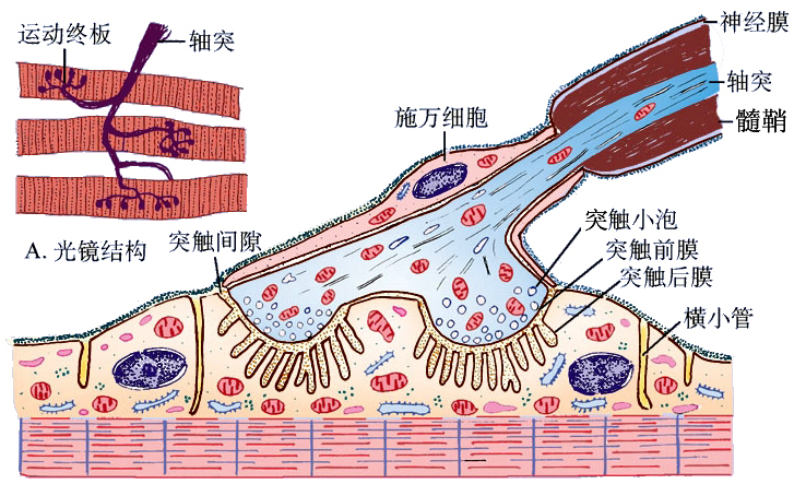 躯体运动神经末梢.jpg