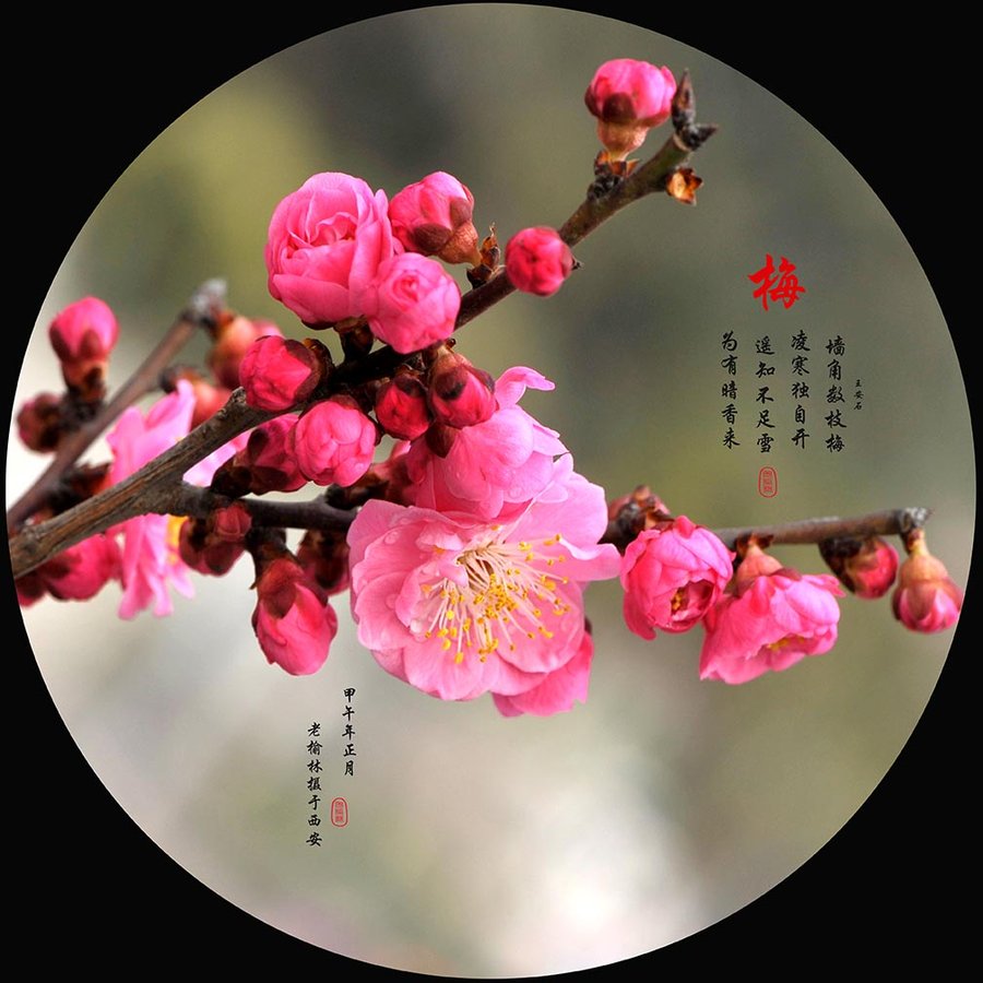 花不仅"长得美",她们的"花语"也很美,你知道"梅花"的花语是什么吗?