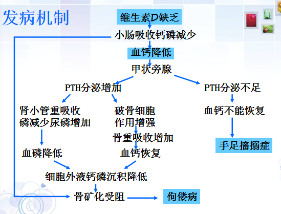 佝偻病发病机制.png