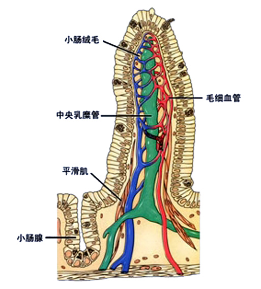 小肠绒毛1.jpg