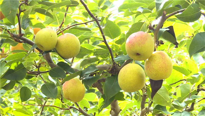 东方玫瑰谷梨园 东方玫瑰谷梨园.jpg