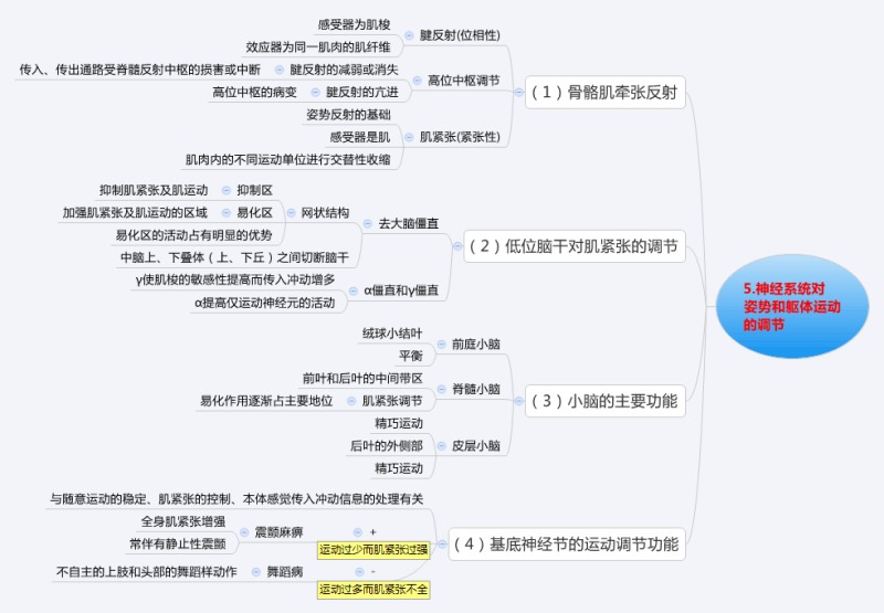 神经系统对运动调节.jpg