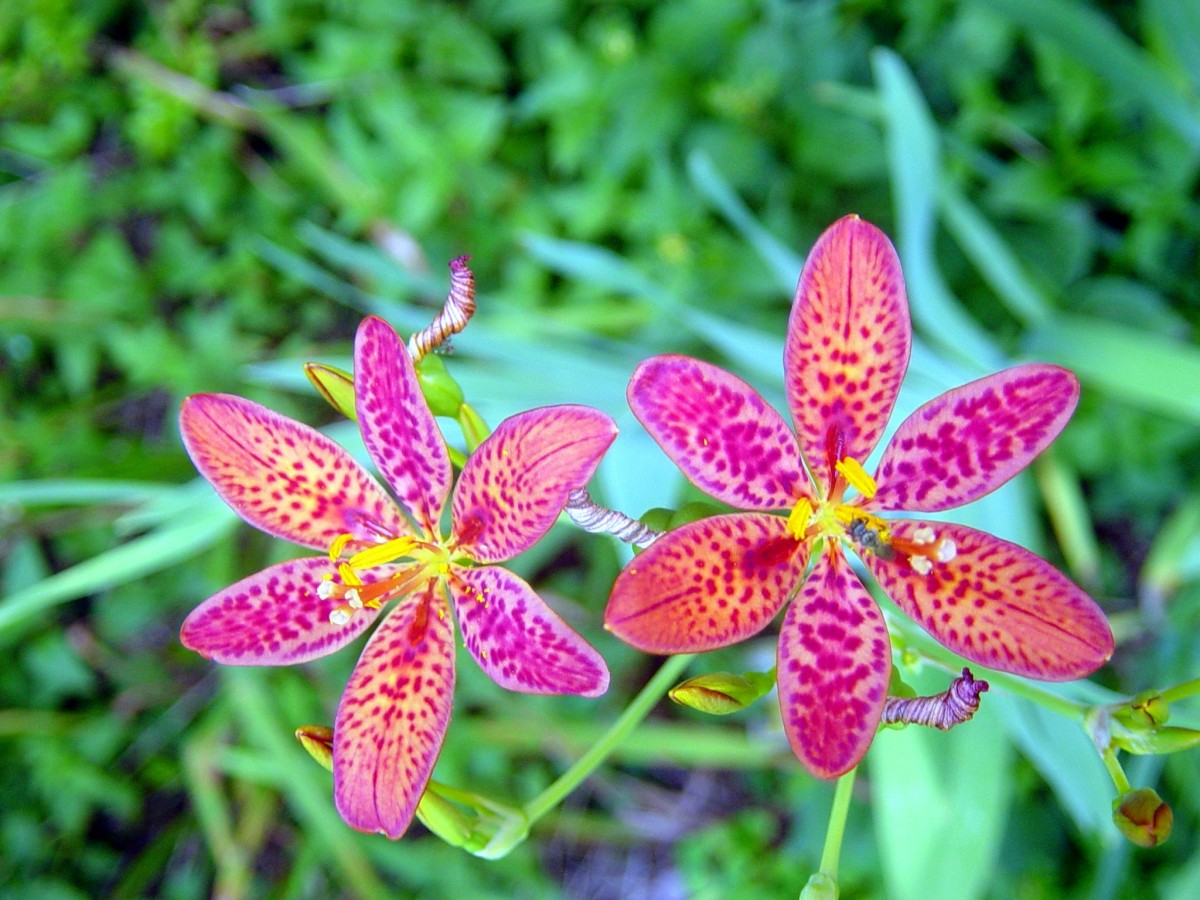lily_flower_plant_petal_floral_blackberry_lily_sepals-562592.jpg