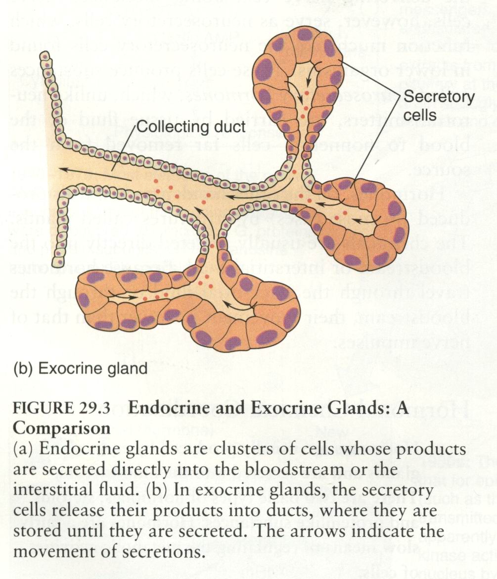 外分泌腺.jpg