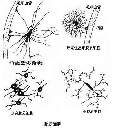 神经胶质细胞.jpg