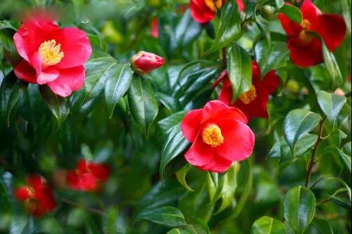 微信图片_20200515180244 微信图片_20200515180244.jpg